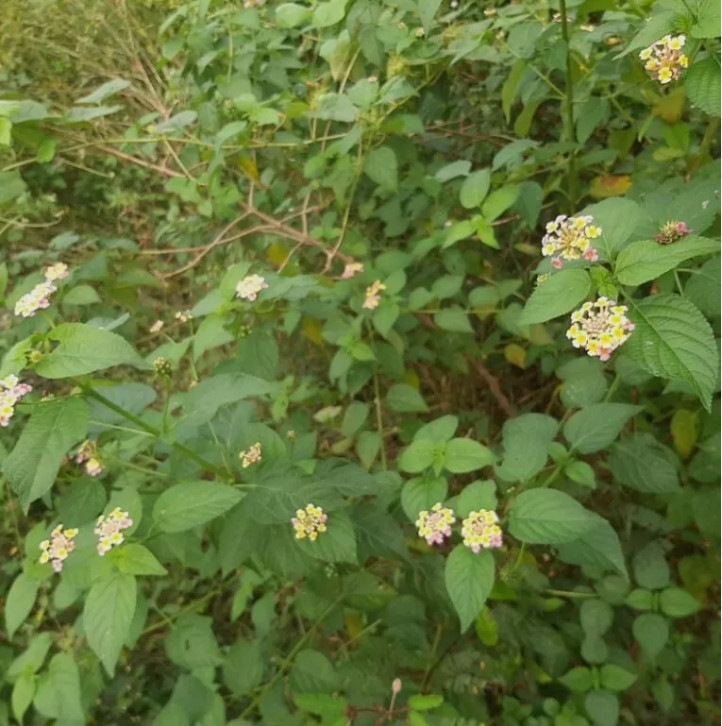 Dried Lantana Camara Leaves – Organic Angel Lip Shrub Verbena Healing Herbal Tea gallery