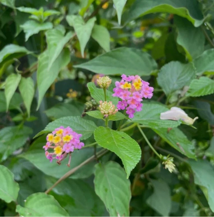 Dried Lantana Camara Leaves +200 Organic Angel Lip Herb – Handpicked Healing gallery