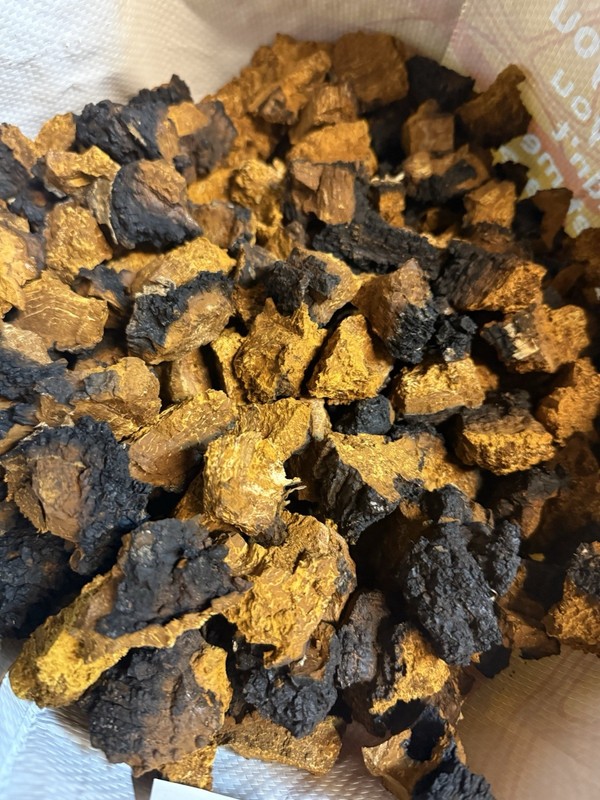 Fresh Harvested Chaga Mushroom Chunks gallery
