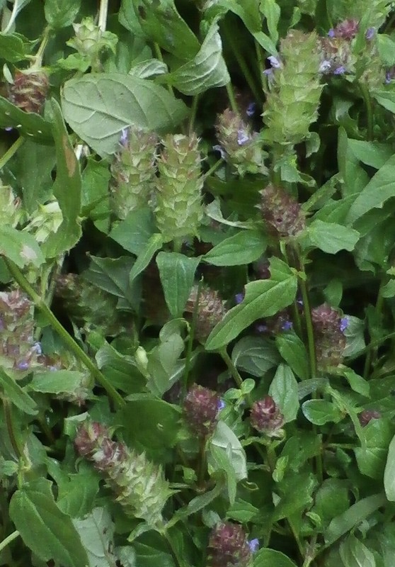 Heal-All/Self-Heal Herbal Salve Organic Prunella vulgaris Handmade Wildcrafted gallery
