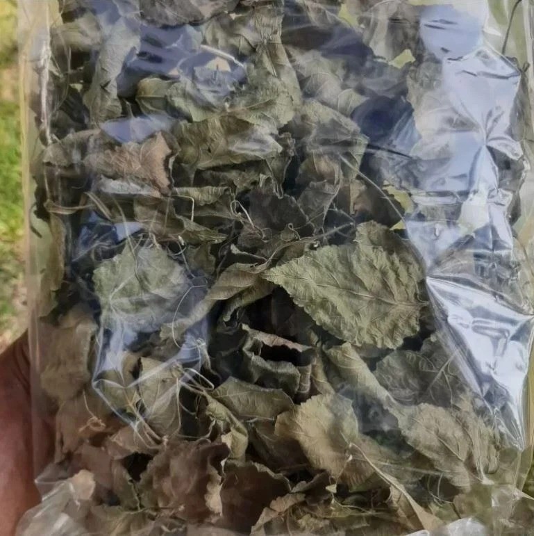 120 Dried Lantana Camara Leaves Organic Herbal Tea Healing Herb Angel Lip Ceylon