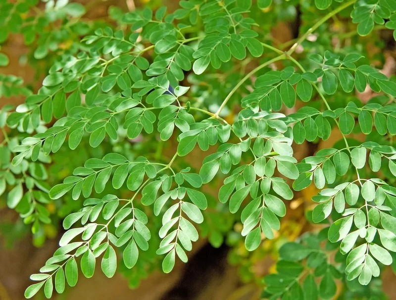 Moringa Seeds for Planting | Non-GMO from India Very Fresh | Free shipping gallery