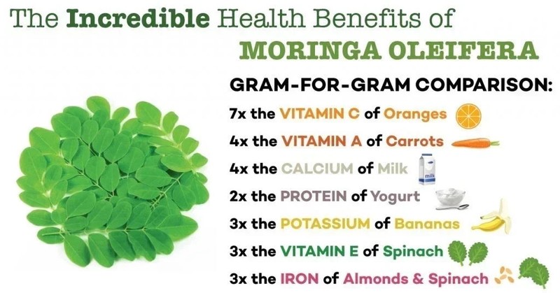 Moringa Seeds for Planting | Non-GMO from India Very Fresh | Free shipping gallery