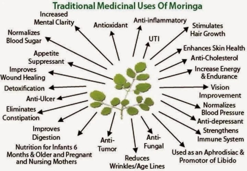 Moringa Seeds for Planting | Non-GMO from India Very Fresh | Free shipping gallery