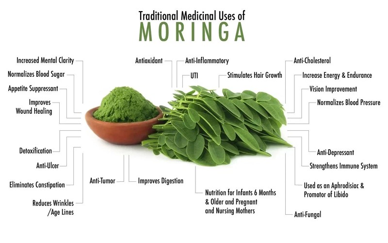 Moringa Seeds for Planting | Non-GMO from India Very Fresh | Free shipping gallery