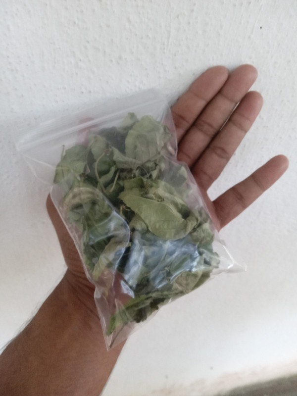 Dried Lantana Camara Leaves +200 Organic Angel Lip Herb – Handpicked Healing gallery