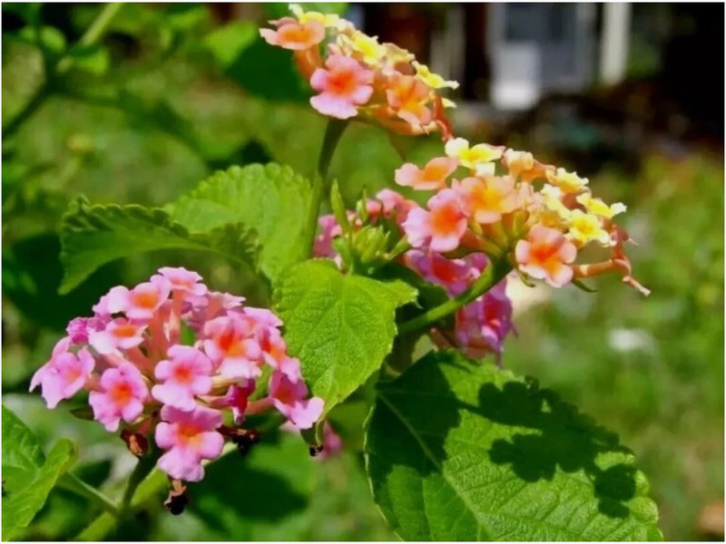 Dried Lantana Camara Leaves +200 Organic Angel Lip Herb – Handpicked Healing gallery