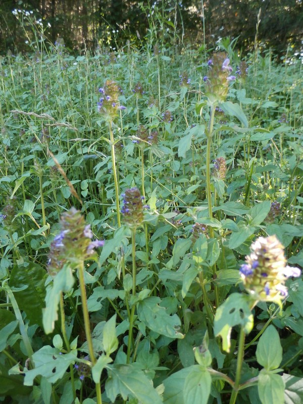 Heal-All/Self-Heal Herbal Salve Organic Prunella vulgaris Handmade Wildcrafted gallery