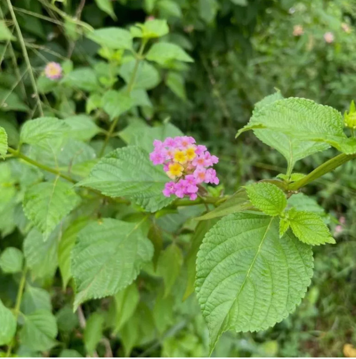 Dried Lantana Camara Leaves +200 Organic Angel Lip Herb – Handpicked Healing gallery