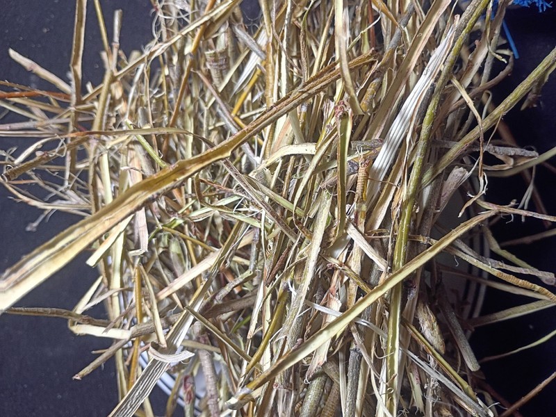 red willow bark (Red Osier Dogwood) 2 ounces