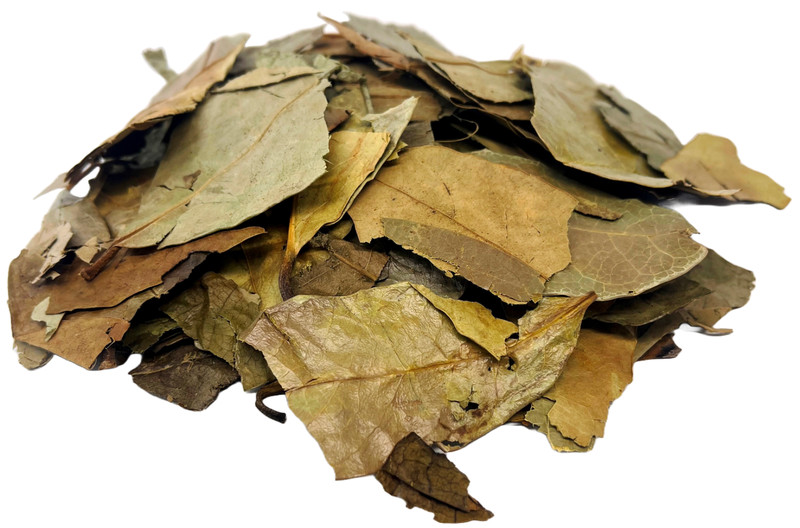 Hojas de Guanabana Te Herbal Infusion Value Pack (105g) Soursop Leaves Tea