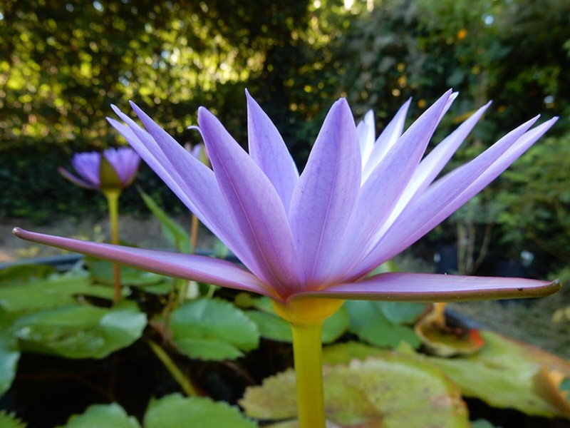 100% Organic Dry Whole Blue Lotus Flowers (Nymphaea Caerulea) - Lucid Dreams gallery