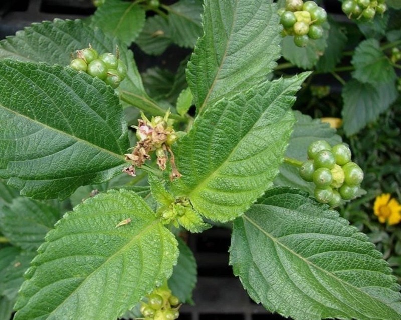 Premium Dried Lantana Leaves Hand Picked Natural Botanical 100% Natural