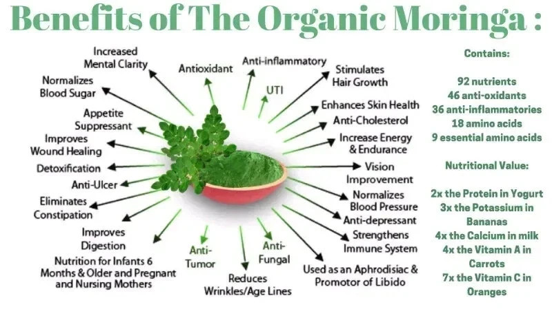 Moringa Seeds for Planting | Non-GMO from India Very Fresh | Free shipping gallery