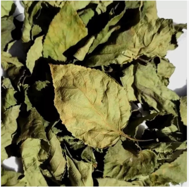 Dried Lantana Camara Leaves +200 Organic Angel Lip Herb – Handpicked Healing gallery