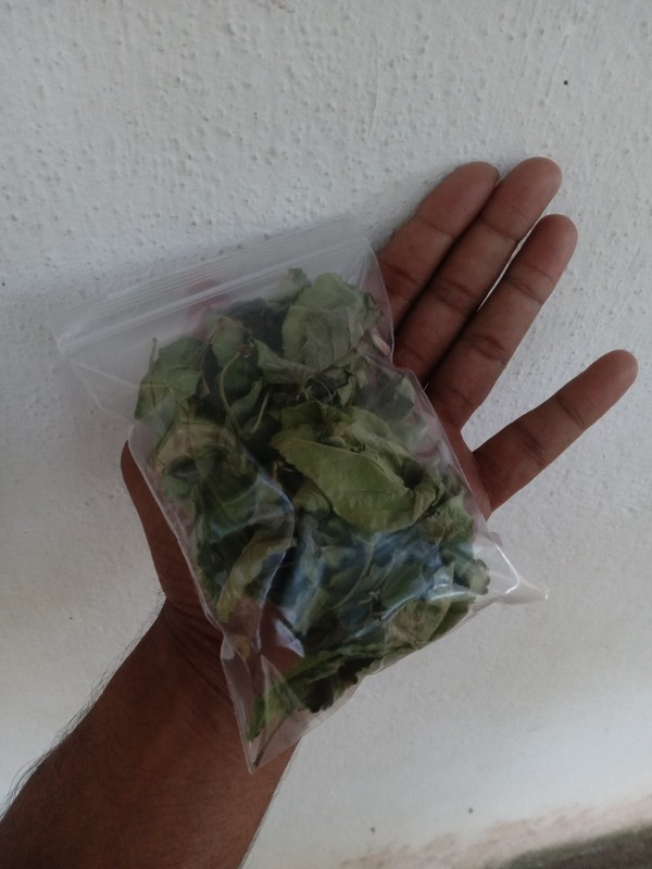 Dried Lantana Camara Leaves +200 Organic Angel Lip Herb – Handpicked Healing gallery