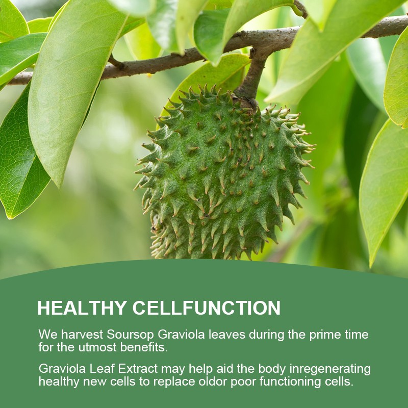 Graviola Capsules 1000mg 360 Pure Natural Soursop Capsules Leaves fruit Powder gallery
