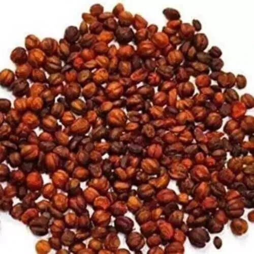 A+ Grade Malkangni Seed Jyotishmati Celastrus paniculatu Malkakni Seeds
