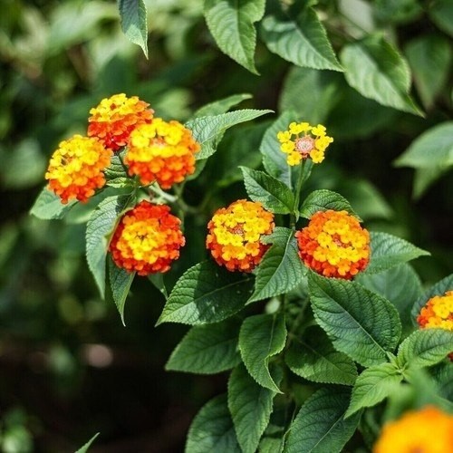 Premium Dried Lantana Leaves Hand Picked Natural Botanical 100% Natural gallery