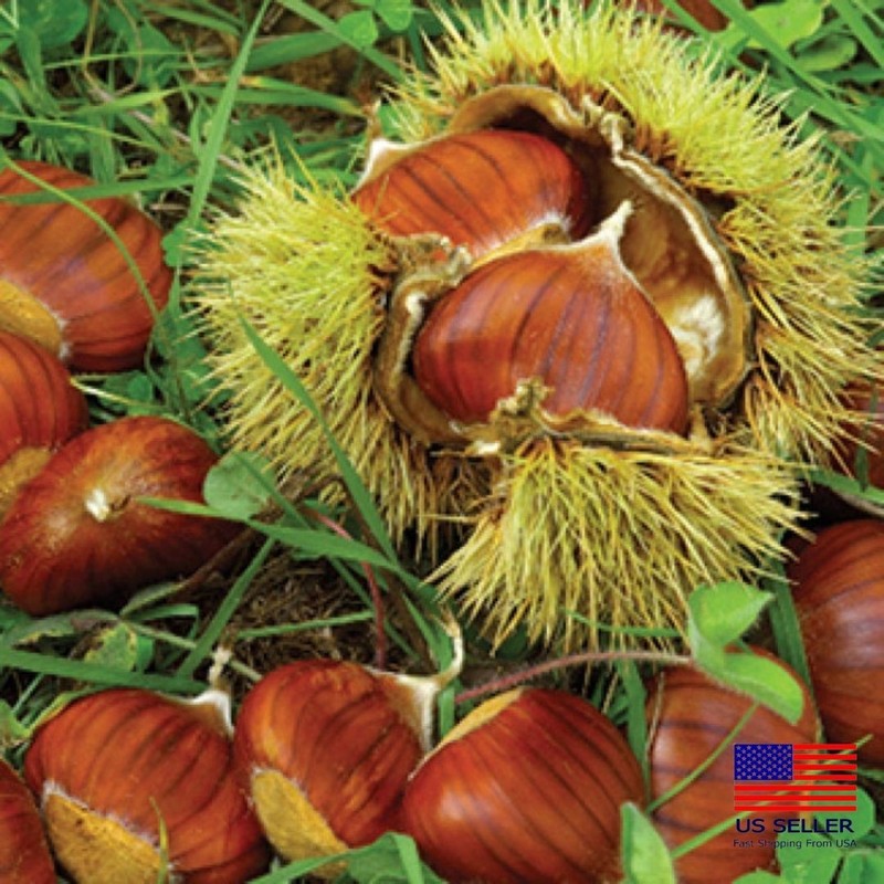 6 Sweet Chestnut Seeds Castanea sativa 50g for Planting Garden Growing FREE SHIP