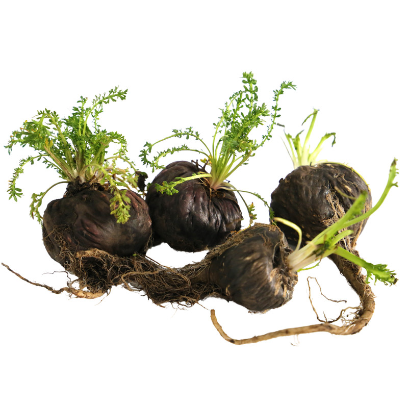 Maca Root Powder Black Raw Pure Natural NonGMO Peruvian Superfood Bulk gallery